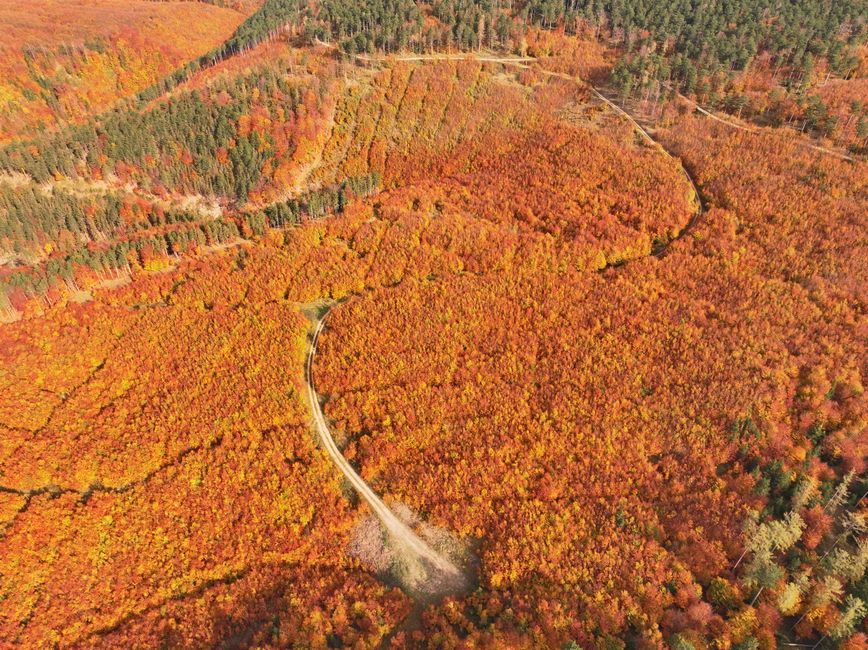 Aerial drone photograph of a dense forest canopy with winding paths and seasonal color variation from above